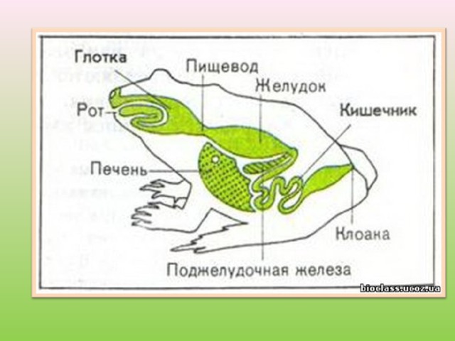 Схема пищеварительной системы пресмыкающихся