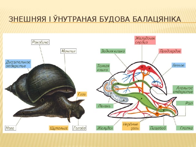 Знешняя і ўнутраная будова балацяніка 