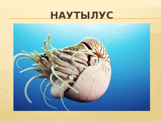 Наутылус 