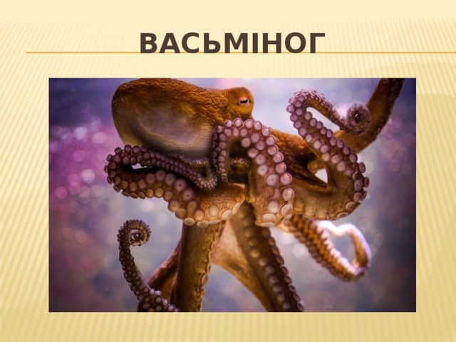 Васьміног 