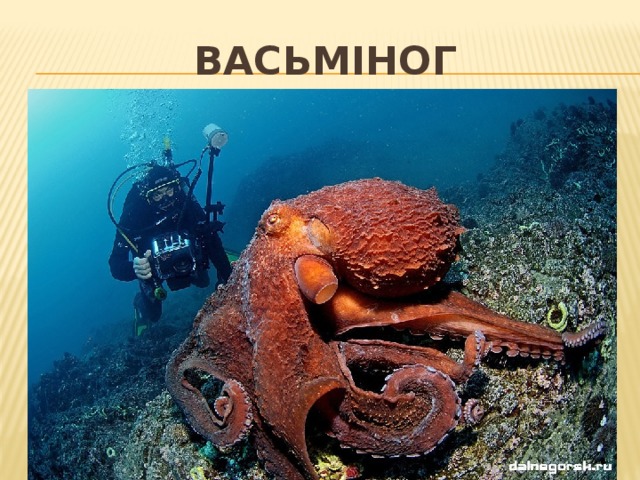 Васьміног 