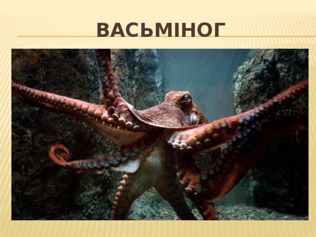 Васьміног 