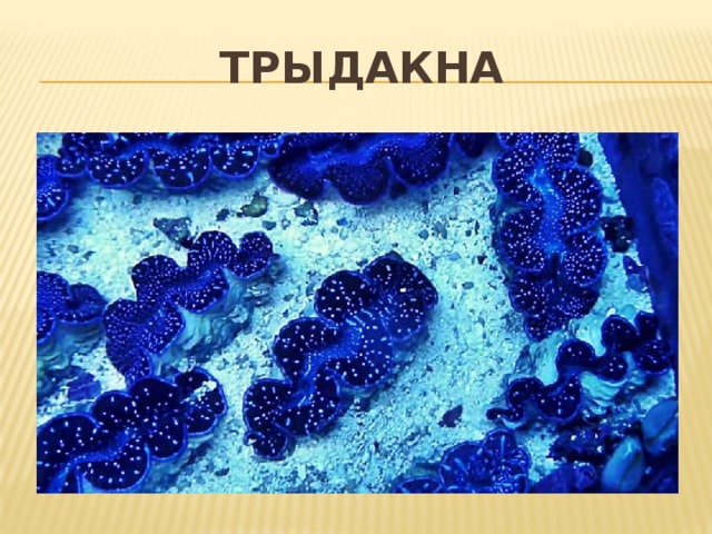 Трыдакна 