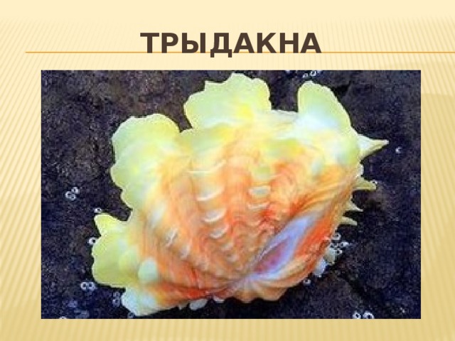 Трыдакна 