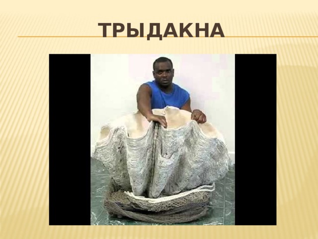 трыдакна 