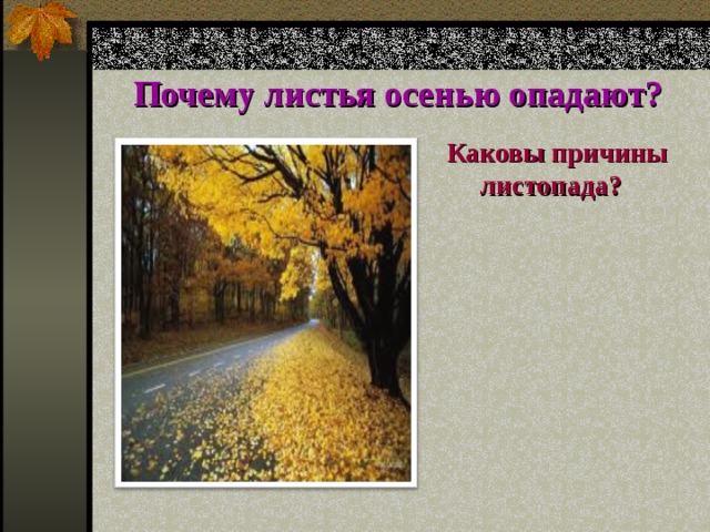 Почему листья осенью опадают?  Каковы причины листопада? 