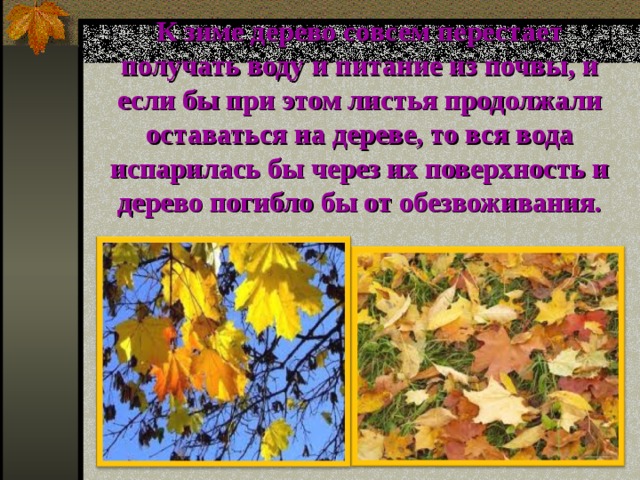 К зиме дерево совсем перестает получать воду и питание из почвы, и если бы при этом листья продолжали оставаться на дереве, то вся вода испарилась бы через их поверхность и дерево погибло бы от обезвоживания. 