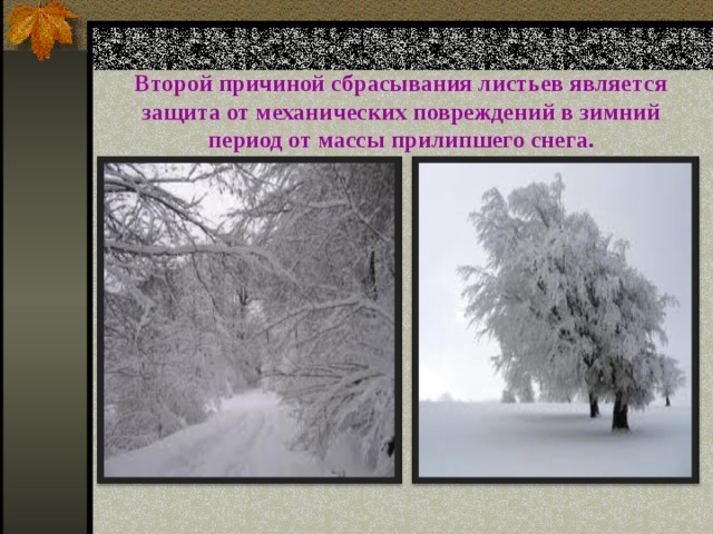 Второй причиной сбрасывания листьев является защита от механических повреждений в зимний период от массы прилипшего снега. 