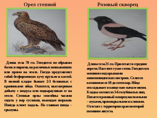 Орел степной Розовый скворец  Длина тела 70 см. Гнездится по обрывам балок и оврагов, на различных возвышениях или прямо на земле. Гнездо представляет собой бесформенную кучу прутьев и костей. В полной кладке бывает 2-3 беловатых с крапинками яйца. Охотится, высматривая добычу с воздуха или подкарауливая ее на земле. Степные орлы способны часами сидеть у нор сусликов, выжидая зверьков. Иногда клюет падаль. Но главная пища – грызуны.  Д лина тела 21 см. Прилетает в середине апреля. Населяет сухие степи. Гнездится в основном под крышами животноводческих построек. Селится колониями от 10 до сотен пар. Яйца откладывает в конце мая- начале июня. Кладка состоит из 3-6 голубоватых яиц. Питается розовый скворец насекомыми – жуками, прямокрылыми и клопами. Отлетает с территории края во второй половине августа. 