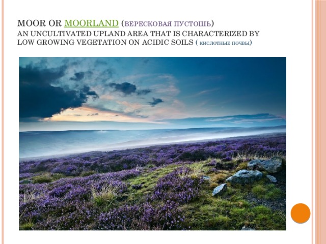   Moor or  moorland ( Вересковая пустошь )  an uncultivated upland area that is characterized by low growing vegetation on acidic soils (  кислотные почвы )   