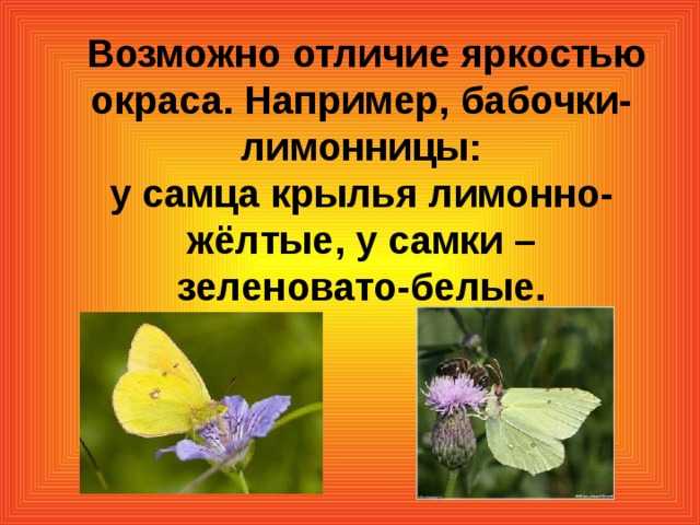 Возможно отличие яркостью окраса. Например, бабочки-лимонницы:  у самца крылья лимонно-жёлтые, у самки – зеленовато-белые.