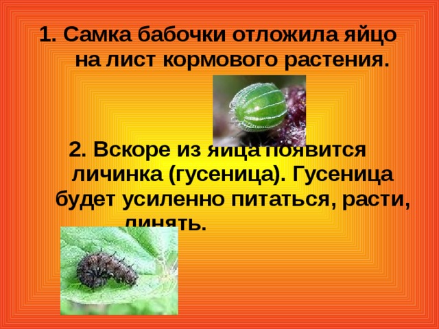 1. Самка бабочки отложила яйцо на лист кормового растения.   2. Вскоре из яйца появится личинка (гусеница). Гусеница будет усиленно питаться, расти, линять.