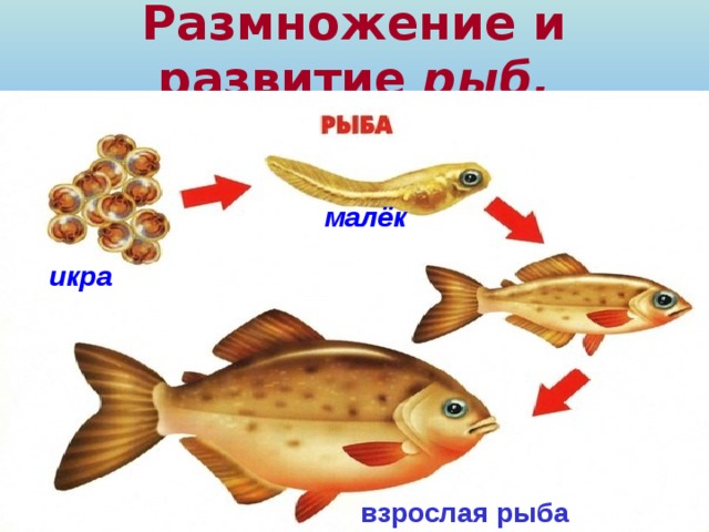 Размножение и развитие рыб. малёк  икра взрослая рыба