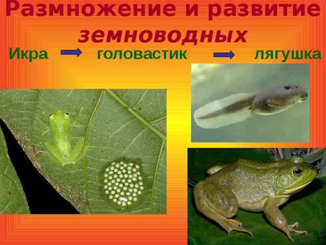 Размножение и развитие земноводных  Икра головастик лягушка
