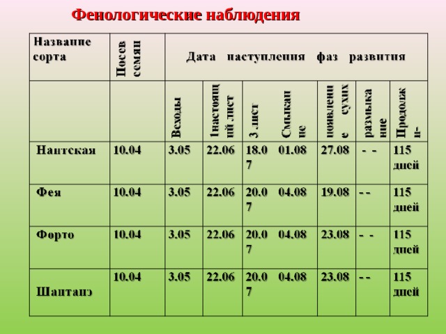 Фенологические наблюдения  