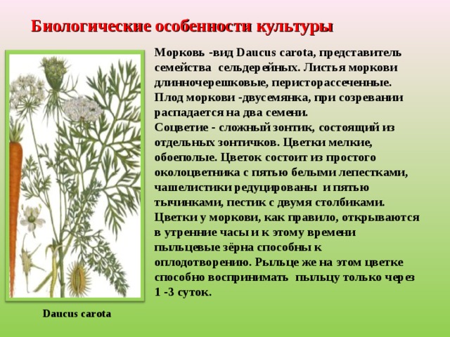 Daucus carota Биологические особенности культуры Морковь -вид Daucus carota , представитель семейства сельдерейных. Листья моркови длинночерешковые, перисторассеченные. Плод моркови -двусемянка, при созревании распадается на два семени. Соцветие - сложный зонтик, состоящий из отдельных зонтичков. Цветки мелкие, обоеполые. Цветок состоит из простого околоцветника с пятью белыми лепестками, чаше­листики редуцированы и пятью тычинками, пестик с двумя столбиками. Цветки у моркови, как правило, открываются в утренние часы и к этому времени пыльцевые зёрна способны к оплодотворению. Рыльце же на этом цветке способно воспринимать пыльцу только через 1 -3 суток.  