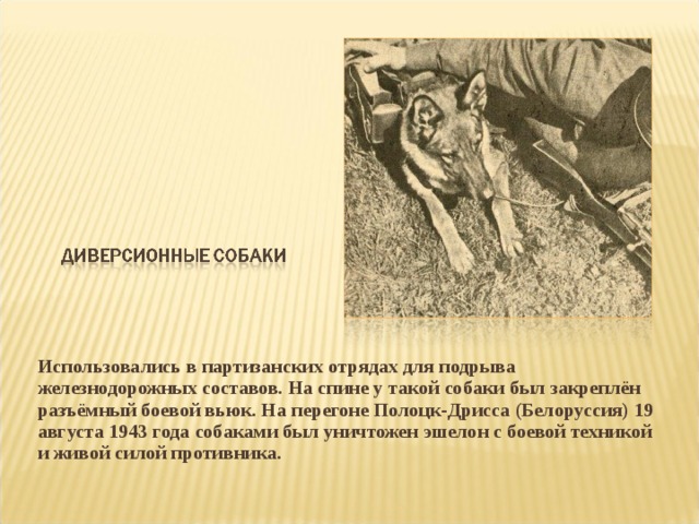 Использовались в партизанских отрядах для подрыва железнодорожных составов. На спине у такой собаки был закреплён разъёмный боевой вьюк. На перегоне Полоцк-Дрисса (Белоруссия) 19 августа 1943 года собаками был уничтожен эшелон с боевой техникой и живой силой противника.