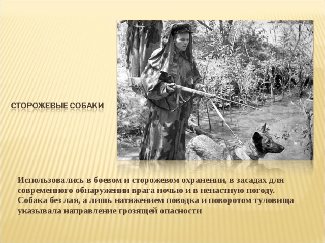 Использовались в боевом и сторожевом охранении, в засадах для современного обнаружении врага ночью и в ненастную погоду. Собака без лая, а лишь натяжением поводка и поворотом туловища указывала направление грозящей опасности