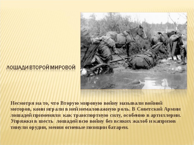 Несмотря на то, что Вторую мировую войну называли войной моторов, кони играли в ней немаловажную роль. В Советской Армии лошадей применяли как транспортную силу, особенно в артиллерии. Упряжки в шесть лошадей всю войну без всяких жалоб и капризов тянули орудия, меняя огневые позиции батареи.