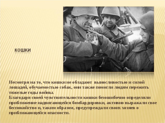 Несмотря на то, что кошки не обладают выносливостью и силой лошадей, обучаемостью собак, они также помогли людям пережить тяжелые годы войны. Благодаря своей чувствительности кошки безошибочно определяли приближение надвигающейся бомбардировки, активно выражали свое беспокойство и, таким образом, предупреждали своих хозяев о приближающейся опасности.