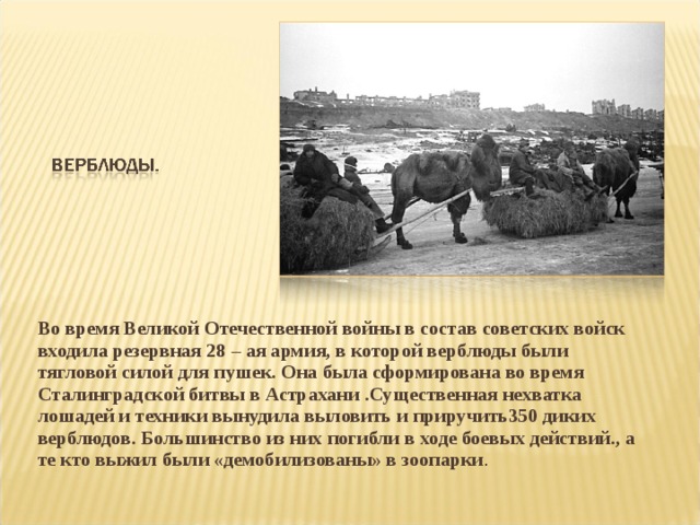 Во время Великой Отечественной войны в состав советских войск входила резервная 28 – ая армия, в которой верблюды были тягловой силой для пушек. Она была сформирована во время Сталинградской битвы в Астрахани .Существенная нехватка лошадей и техники вынудила выловить и приручить350 диких верблюдов. Большинство из них погибли в ходе боевых действий., а те кто выжил были «демобилизованы» в зоопарки .