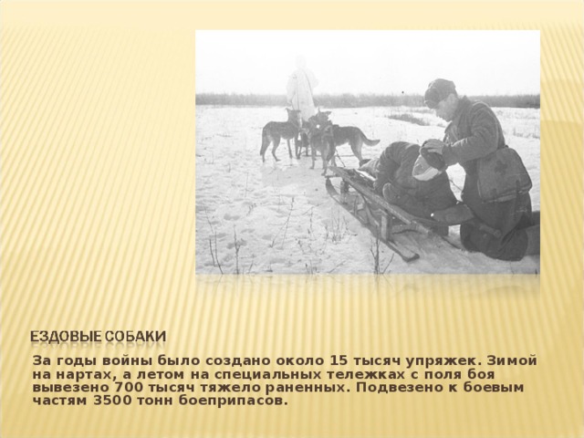За годы войны было создано около 15 тысяч упряжек. Зимой на нартах, а летом на специальных тележках с поля боя вывезено 700 тысяч тяжело раненных. Подвезено к боевым частям 3500 тонн боеприпасов.