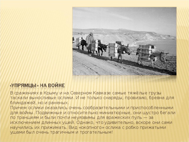 В сражениях в Крыму и на Северном Кавказе самые тяжёлые грузы таскали выносливые ослики. И не только снаряды, провизию, бревна для блиндажей, но и раненых. Причем ослики оказались очень сообразительными и приспособленными для войны. Подвижные и относительно миниатюрные, они шустро бегали по траншеям и были почти неуязвимы для вражеских пуль — за исключением длинных ушей. Однако, что удивительно, вскоре они сами научились их прижимать. Вид «окопного» ослика с робко прижатыми ушами был очень трагичным и трогательным!