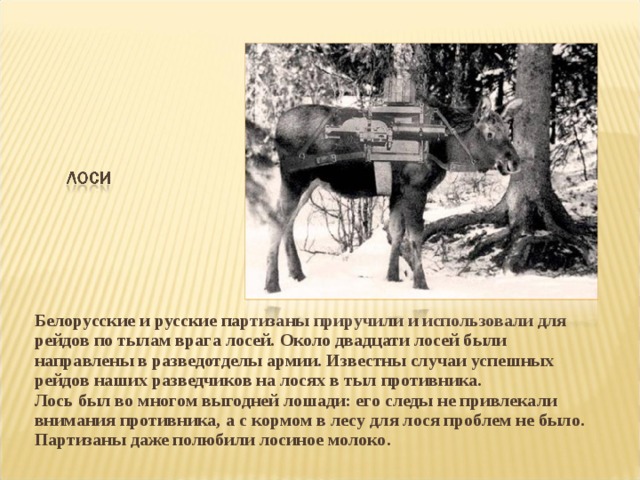 Белорусские и русские партизаны приручили и использовали для рейдов по тылам врага лосей. Около двадцати лосей были направлены в разведотделы армии. Известны случаи успешных рейдов наших разведчиков на лосях в тыл противника. Лось был во многом выгодней лошади: его следы не привлекали внимания противника, а с кормом в лесу для лося проблем не было. Партизаны даже полюбили лосиное молоко.