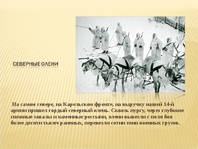 На самом севере, на Карельском фронте, на выручку нашей 14-й армии пришел гордый северный олень. Сквозь пургу, через глубокие снежные завалы и каменные россыпи, олени вывезли с поля боя более десяти тысяч раненых, перевезли сотни тонн военных грузов.