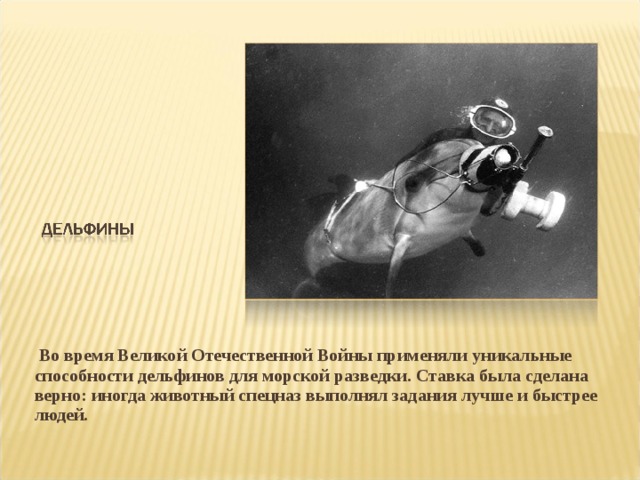 Во время Великой Отечественной Войны применяли уникальные способности дельфинов для морской разведки. Ставка была сделана верно: иногда животный спецназ выполнял задания лучше и быстрее людей.