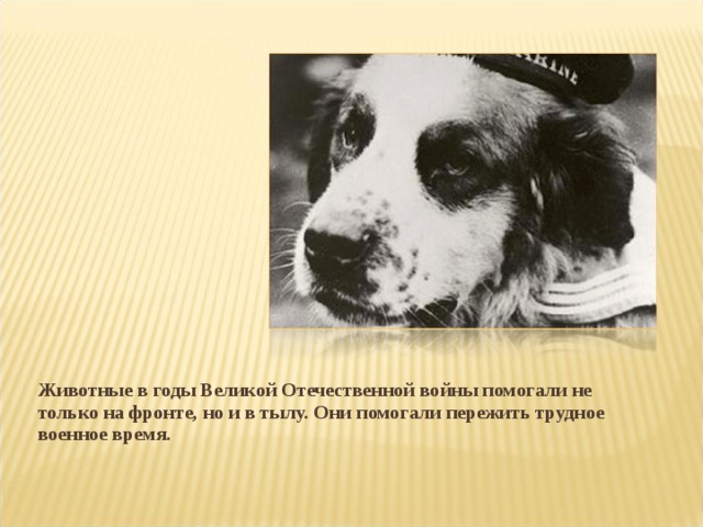 Животные в годы Великой Отечественной войны помогали не только на фронте, но и в тылу. Они помогали пережить трудное военное время.