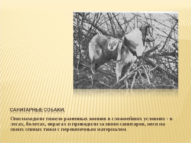 Они находили тяжело раненных воинов в сложнейших условиях - в лесах, болотах, оврагах и приводили за ними санитаров, неся на своих спинах тюки с перевязочным материалом .