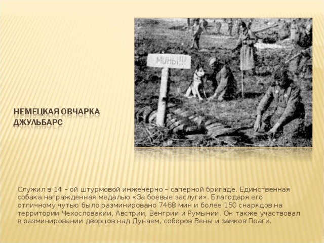 Служил в 14 – ой штурмовой инженерно – саперной бригаде. Единственная собака награжденная медалью «За боевые заслуги». Благодаря его отличному чутью было разминировано 7468 мин и более 150 снарядов на территории Чехословакии, Австрии, Венгрии и Румынии. Он также участвовал в разминировании дворцов над Дунаем, соборов Вены и замков Праги.