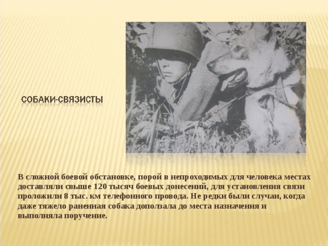 В сложной боевой обстановке, порой в непроходимых для человека местах доставляли свыше 120 тысяч боевых донесений, для установления связи проложили 8 тыс. км телефонного провода. Не редки были случаи, когда даже тяжело раненная собака доползала до места назначения и выполняла поручение.
