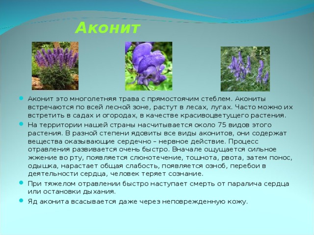 Аконит Аконит это многолетняя трава с прямостоячим стеблем. Акониты встречаются по всей лесной зоне, растут в лесах, лугах. Часто можно их встретить в садах и огородах, в качестве красивоцветущего растения. На территории нашей страны насчитывается около 75 видов этого растения. В разной степени ядовиты все виды аконитов, они содержат вещества оказывающие сердечно – нервное действие. Процесс отравления развивается очень быстро. Вначале ощущается сильное жжение во рту, появляется слюнотечение, тошнота, рвота, затем понос, одышка, нарастает общая слабость, появляется озноб, перебои в деятельности сердца, человек теряет сознание. При тяжелом отравлении быстро наступает смерть от паралича сердца или остановки дыхания. Яд аконита всасывается даже через неповрежденную кожу.  