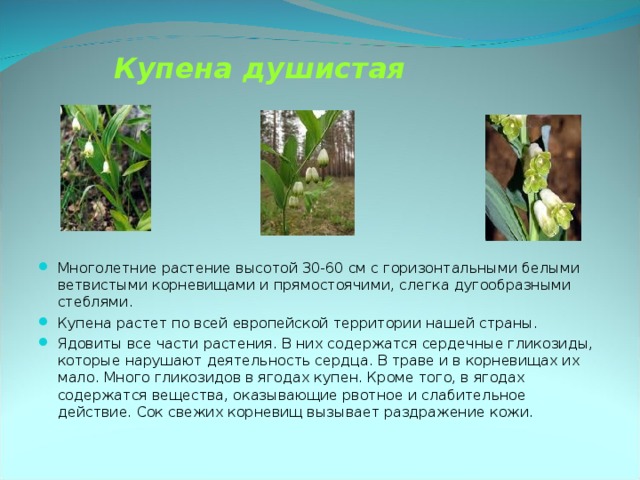 Купена душистая Многолетние растение высотой 30-60 см с горизонтальными белыми ветвистыми корневищами и прямостоячими, слегка дугообразными стеблями. Купена растет по всей европейской территории нашей страны. Ядовиты все части растения. В них содержатся сердечные гликозиды, которые нарушают деятельность сердца. В траве и в корневищах их мало. Много гликозидов в ягодах купен. Кроме того, в ягодах содержатся вещества, оказывающие рвотное и слабительное действие. Сок свежих корневищ вызывает раздражение кожи. 