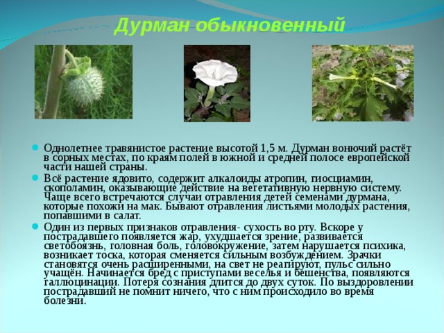 Дурман обыкновенный Однолетнее травянистое растение высотой 1,5 м. Дурман вонючий растёт в сорных местах, по краям полей в южной и средней полосе европейской части нашей страны. Всё растение ядовито, содержит алкалоиды атропин, гиосциамин, скополамин, оказывающие действие на вегетативную нервную систему. Чаще всего встречаются случаи отравления детей семенами дурмана, которые похожи на мак. Бывают отравления листьями молодых растения, попавшими в салат. Один из первых признаков отравления- сухость во рту. Вскоре у пострадавшего появляется жар, ухудшается зрение, развивается светобоязнь, головная боль, головокружение, затем нарушается психика, возникает тоска, которая сменяется сильным возбуждением. Зрачки становятся очень расширенными, на свет не реагируют, пульс сильно учащён. Начинается бред с приступами веселья и бешенства, появляются галлюцинации. Потеря сознания длится до двух суток. По выздоровлении пострадавший не помнит ничего, что с ним происходило во время болезни. 