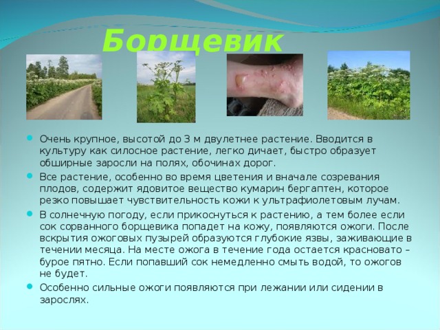 Борщевик Очень крупное, высотой до 3 м двулетнее растение. Вводится в культуру как силосное растение, легко дичает, быстро образует обширные заросли на полях, обочинах дорог. Все растение, особенно во время цветения и вначале созревания плодов, содержит ядовитое вещество кумарин бергаптен, которое резко повышает чувствительность кожи к ультрафиолетовым лучам. В солнечную погоду, если прикоснуться к растению, а тем более если сок сорванного борщевика попадет на кожу, появляются ожоги. После вскрытия ожоговых пузырей образуются глубокие язвы, заживающие в течении месяца. На месте ожога в течение года остается красновато – бурое пятно. Если попавший сок немедленно смыть водой, то ожогов не будет. Особенно сильные ожоги появляются при лежании или сидении в зарослях. 