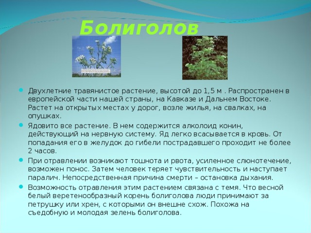 Болиголов Двухлетние травянистое растение, высотой до 1,5 м . Распространен в европейской части нашей страны, на Кавказе и Дальнем Востоке. Растет на открытых местах у дорог, возле жилья, на свалках, на опушках. Ядовито все растение. В нем содержится алколоид конин, действующий на нервную систему. Яд легко всасывается в кровь. От попадания его в желудок до гибели пострадавшего проходит не более 2 часов. При отравлении возникают тошнота и рвота, усиленное слюнотечение, возможен понос. Затем человек теряет чувствительность и наступает паралич. Непосредственная причина смерти – остановка дыхания. Возможность отравления этим растением связана с темя. Что весной белый веретенообразный корень болиголова люди принимают за петрушку или хрен, с которыми он внешне схож. Похожа на съедобную и молодая зелень болиголова. 