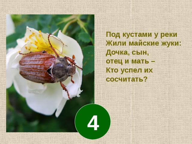Под кустами у реки Жили майские жуки: Дочка, сын, отец и мать – Кто успел их сосчитать? 4 