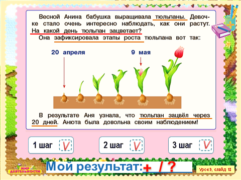 День сколько будет расти. Фазы роста тюльпана. Схема роста тюльпана. Этапы роста тюльпана. Цикл развития тюльпана.