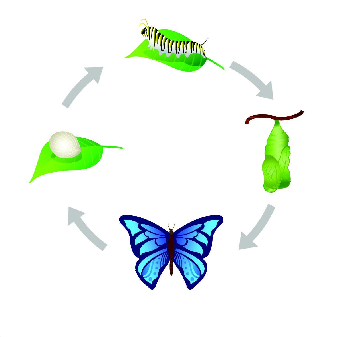 Жизненный цикл бабочки для детей в картинках