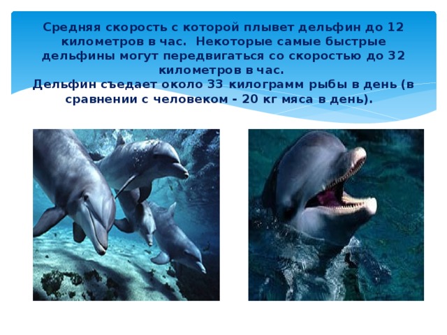 Дельфин ч буду жить. Скорость передвижения дельфина. С какой скоростью плавают дельфины. Акула скорость км/ч.