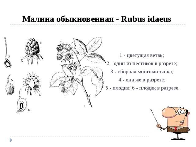 Диаграмма цветка малины обыкновенной