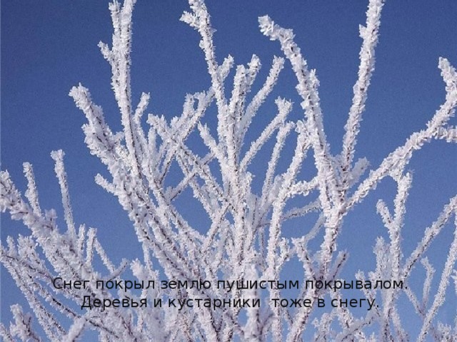 Снег покрыл землю пушистым покрывалом. Деревья и кустарники тоже в снегу. 