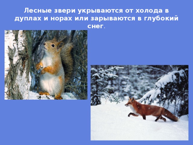 Лесные звери укрываются от холода в дуплах и норах или зарываются в глубокий снег . 