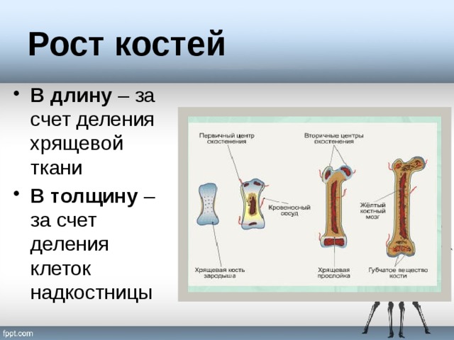 Рост в толщину происходит за счет. Рост костей. Рост костей в длину. Рост кости кратко. Рост кости в длину за счет.