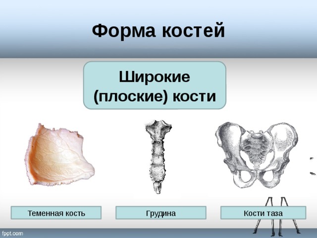 Какие кости плоские. Плоские кости. Плоские широкие кости. Широки е плоскте костьит. Форма плоской кости.