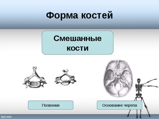 Смешанные кости. Смешанные кости строение. Смешанные кости основания черепа. Смешанные кости позвонки. Смешанные кости примеры.