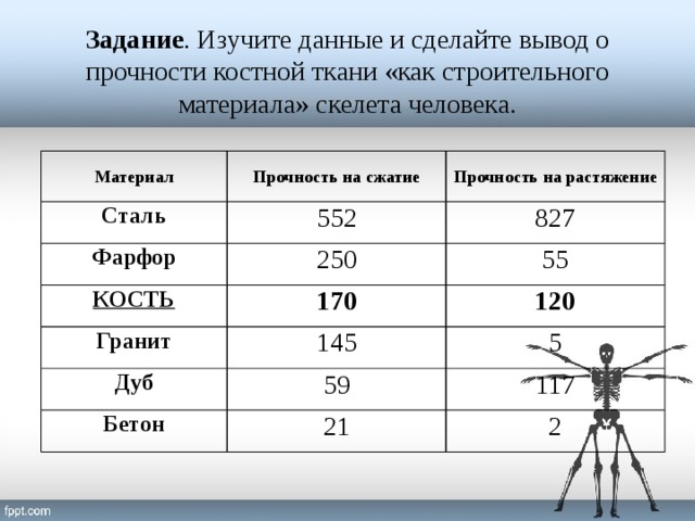 Задание . Изучите данные и сделайте вывод о прочности костной ткани «как строительного материала» скелета человека. Материал Прочность на сжатие Сталь Прочность на растяжение 552 Фарфор 250 827 КОСТЬ Гранит 170 55 145 120 Дуб 5 59 Бетон 21 117 2 